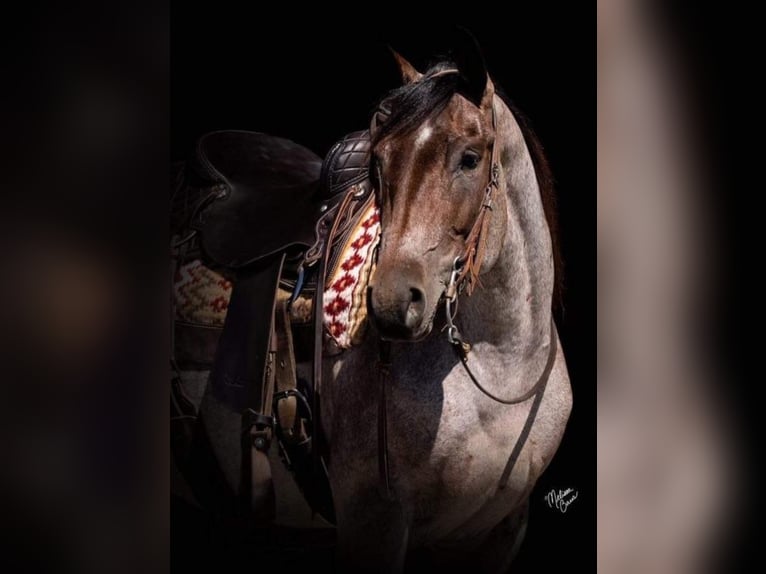 American Quarter Horse Wałach 6 lat 147 cm Gniadodereszowata in River Falls WI