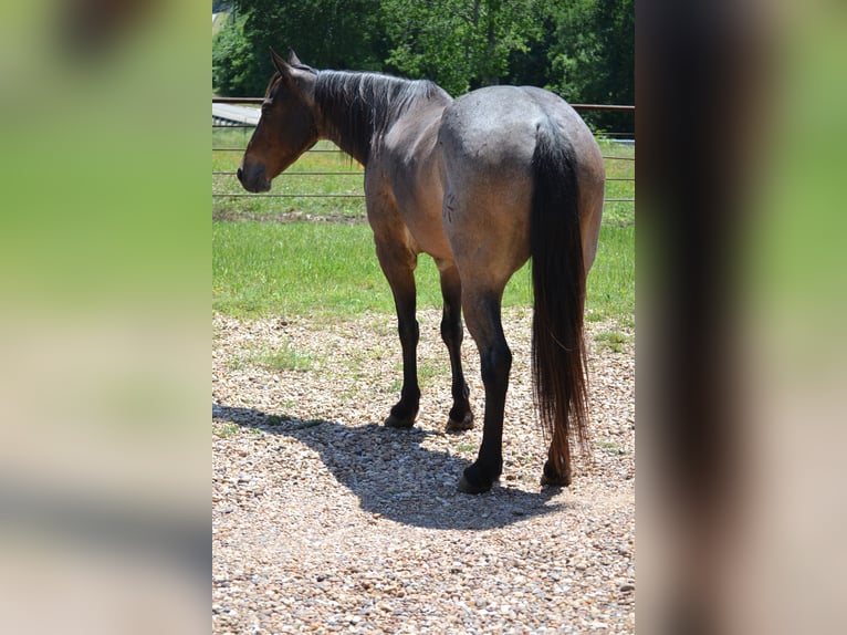 American Quarter Horse Wałach 6 lat 147 cm Gniadodereszowata in Leonard, TX