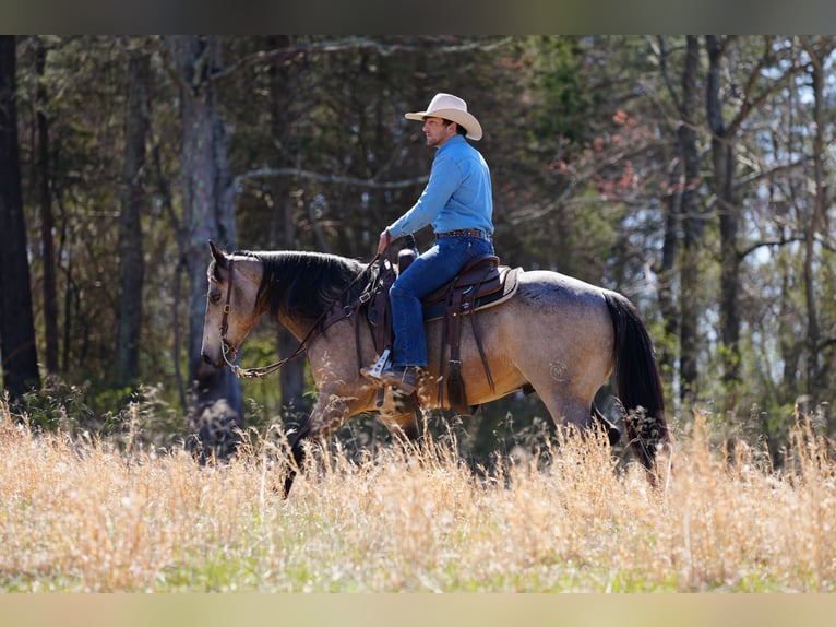 American Quarter Horse Wałach 6 lat 147 cm Jelenia in Needmore, PA