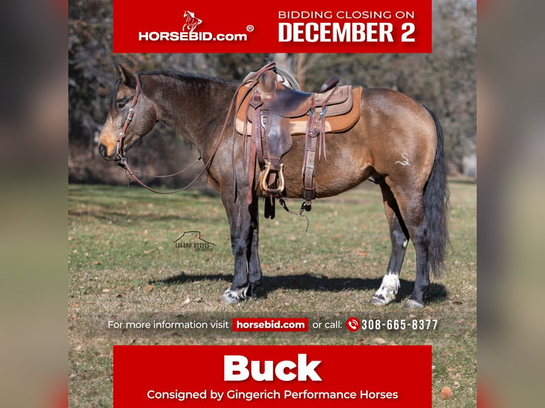 American Quarter Horse Wałach 6 lat 147 cm Jelenia in Crawford, NE