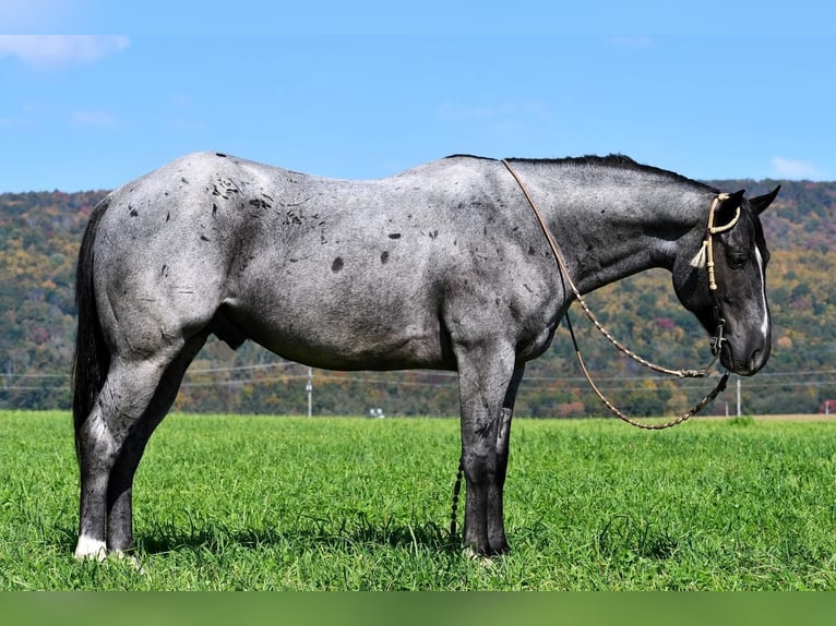 American Quarter Horse Wałach 6 lat 147 cm Karodereszowata in Rebersburg