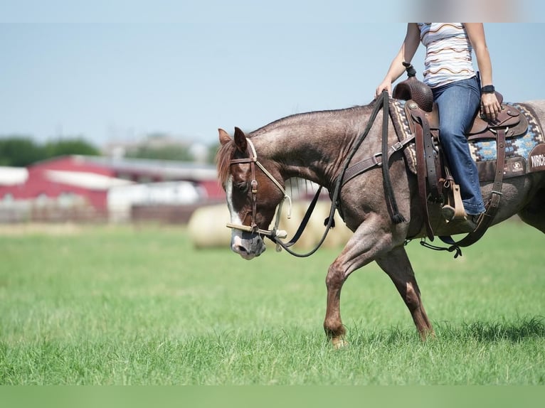 American Quarter Horse Wałach 6 lat 147 cm Kasztanowatodereszowata in Fort Worth, TX