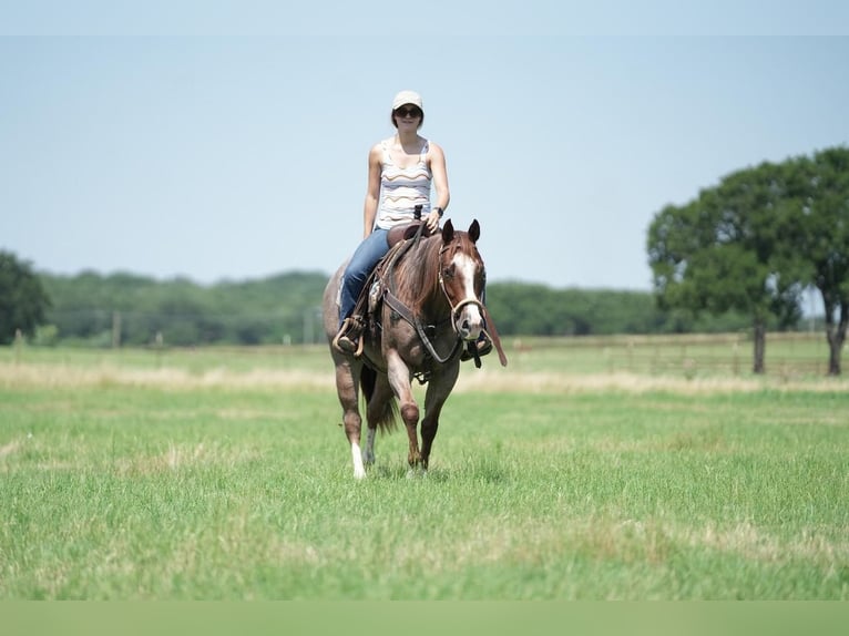 American Quarter Horse Wałach 6 lat 147 cm Kasztanowatodereszowata in Fort Worth, TX