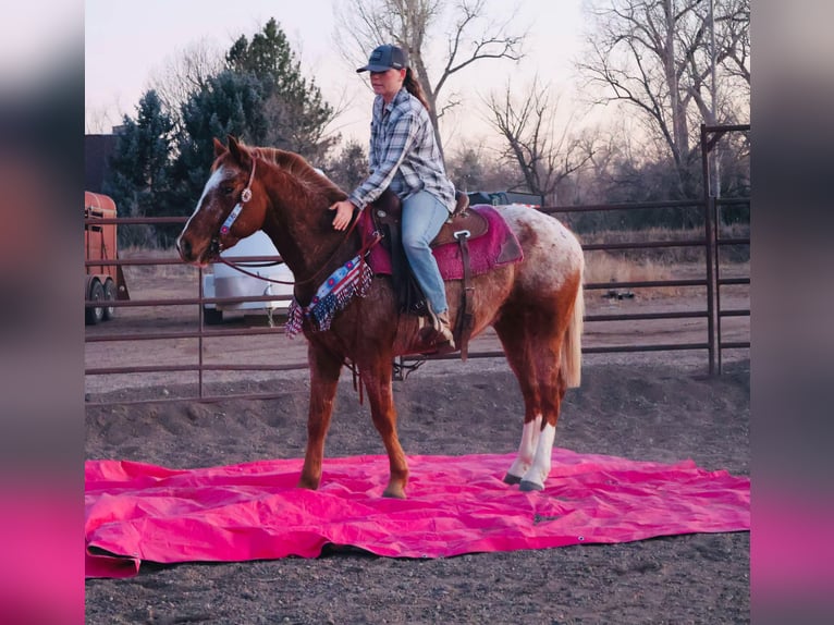 American Quarter Horse Wałach 6 lat 147 cm Kasztanowatodereszowata in Fort Collins CO