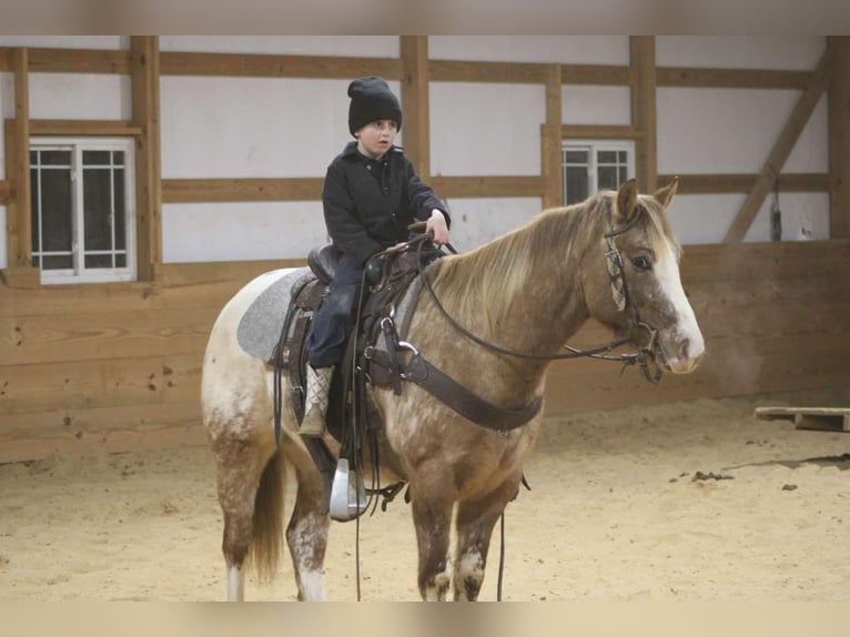 American Quarter Horse Wałach 6 lat 147 cm Kasztanowatodereszowata in Sonora kY