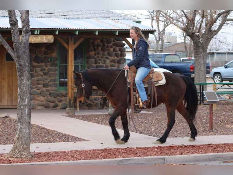 American Quarter Horse Wałach 6 lat 147 cm Kasztanowatodereszowata in Sonora KY