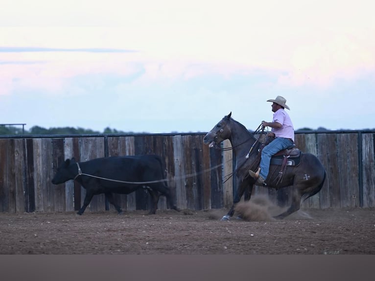 American Quarter Horse Wałach 6 lat 147 cm Siwa in Pennington, TX