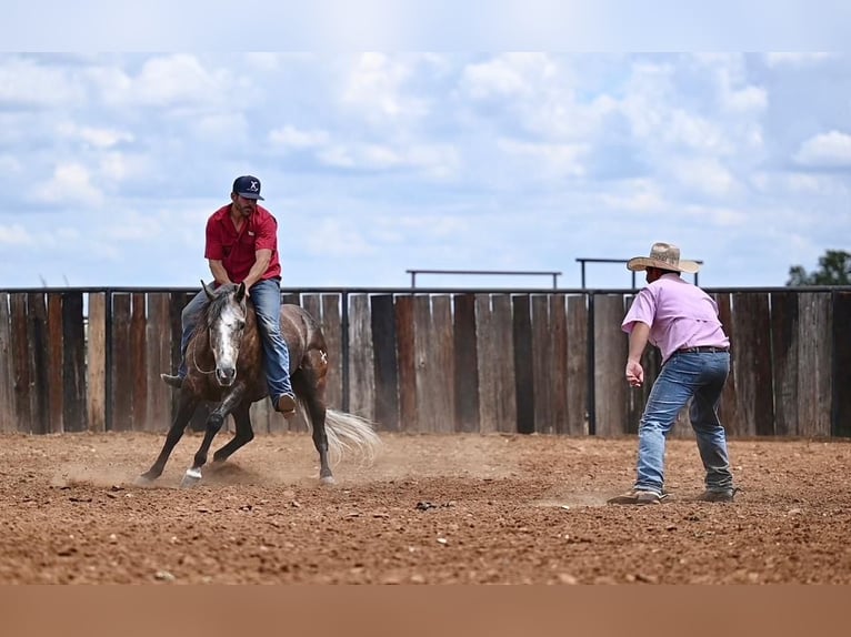 American Quarter Horse Wałach 6 lat 147 cm Siwa in Pennington, TX