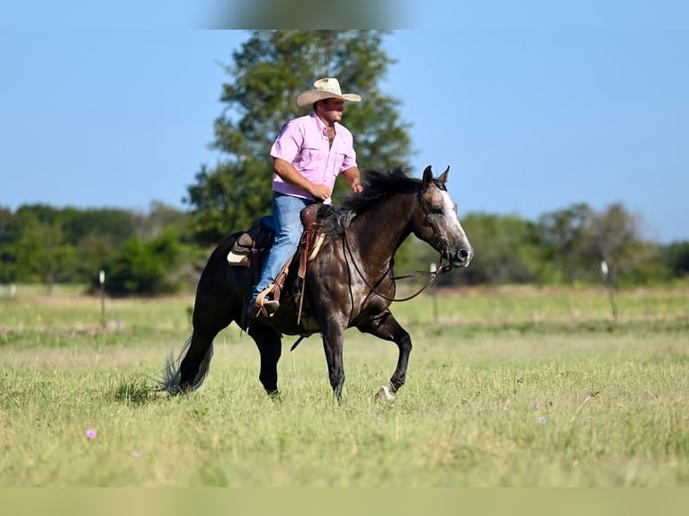 American Quarter Horse Wałach 6 lat 147 cm Siwa in Pennington, TX