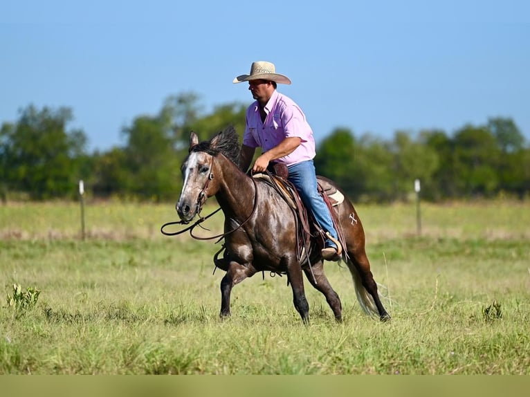 American Quarter Horse Wałach 6 lat 147 cm Siwa in Pennington, TX