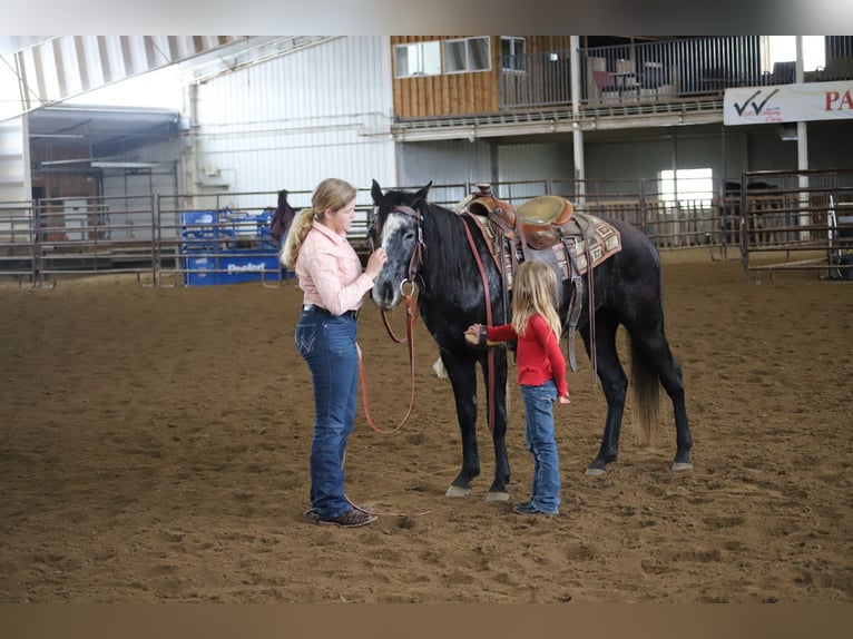 American Quarter Horse Wałach 6 lat 147 cm Siwa in Nunn CO