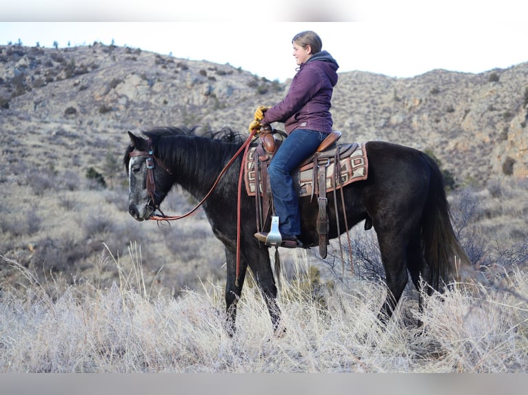 American Quarter Horse Wałach 6 lat 147 cm Siwa in Nunn CO