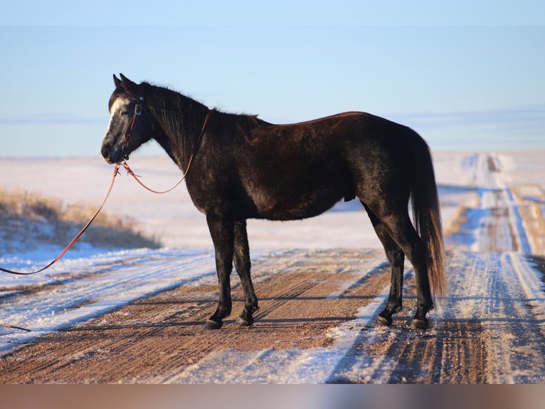 American Quarter Horse Wałach 6 lat 147 cm Siwa in Nunn CO