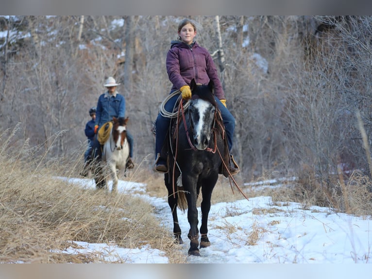 American Quarter Horse Wałach 6 lat 147 cm Siwa in Nunn CO