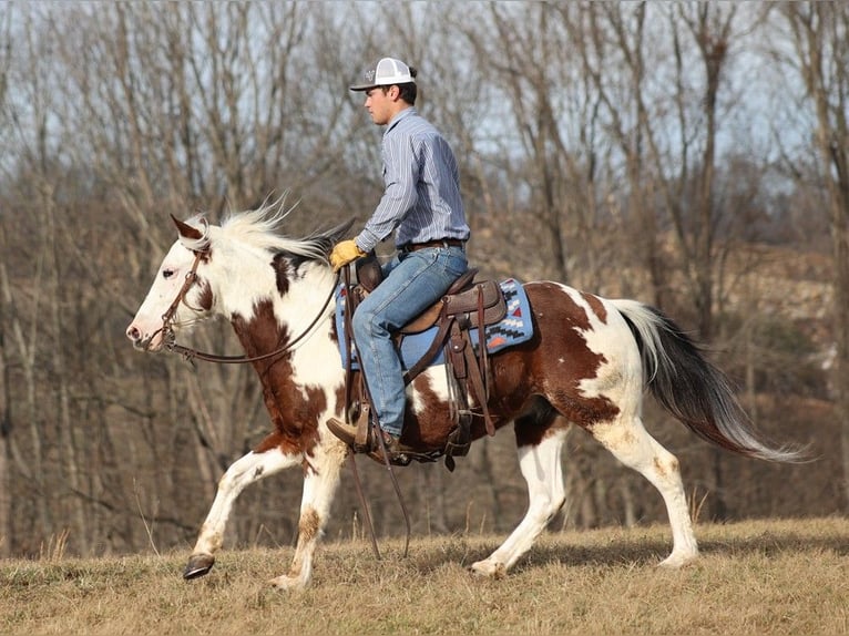 American Quarter Horse Wałach 6 lat 147 cm Tobiano wszelkich maści in Brodhead KY