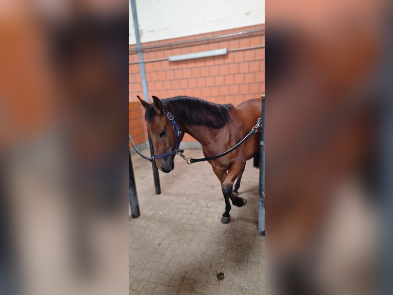 American Quarter Horse Wałach 6 lat 148 cm in Belm