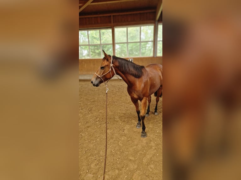 American Quarter Horse Wałach 6 lat 148 cm in Belm