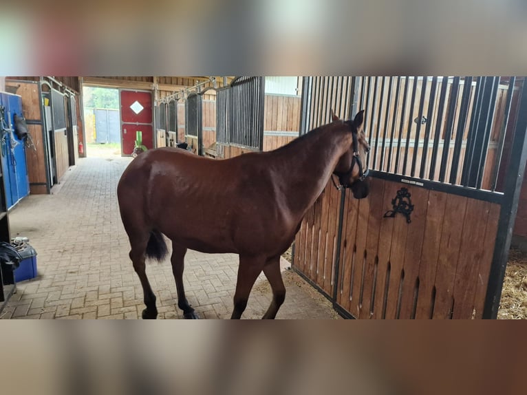 American Quarter Horse Wałach 6 lat 148 cm in Belm