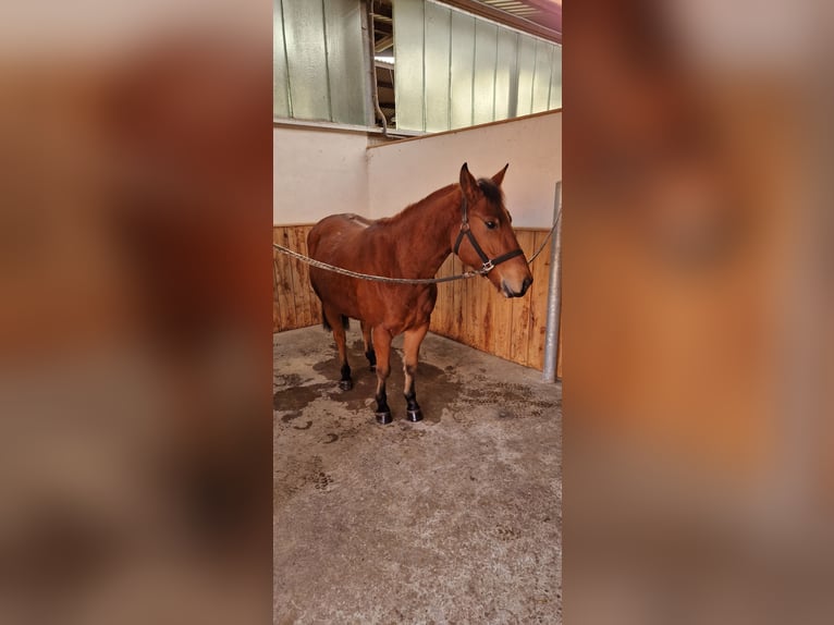 American Quarter Horse Wałach 6 lat 148 cm in Belm