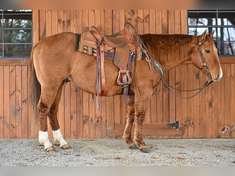 American Quarter Horse Wałach 6 lat 150 cm Bułana in Clarion, PA