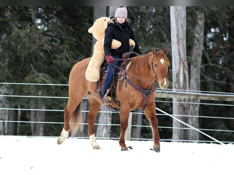 American Quarter Horse Wałach 6 lat 150 cm Bułana in Clarion, PA