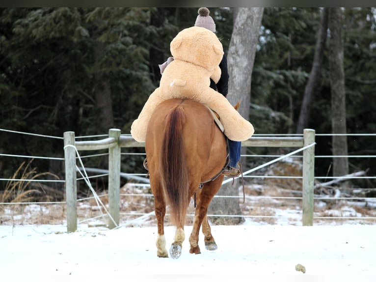 American Quarter Horse Wałach 6 lat 150 cm Bułana in Clarion, PA