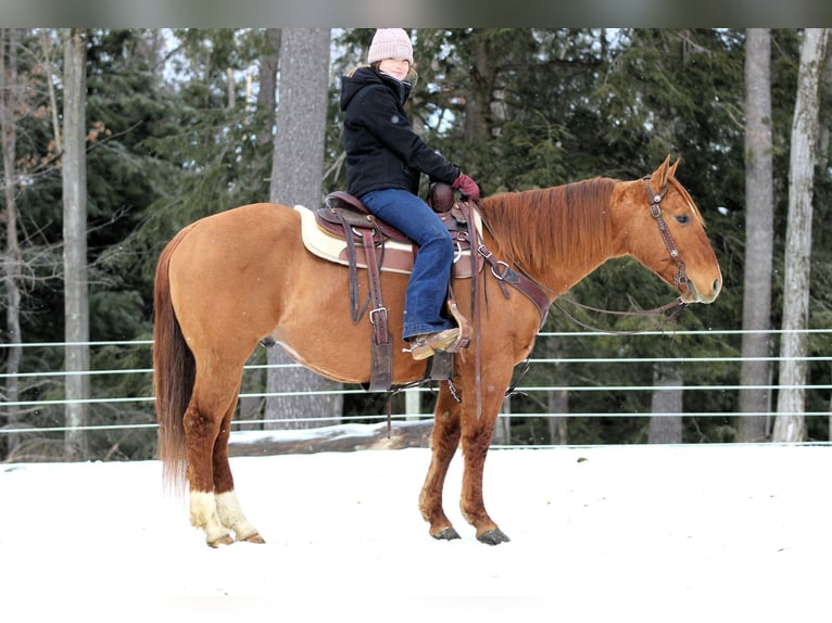 American Quarter Horse Wałach 6 lat 150 cm Bułana in Clarion, PA