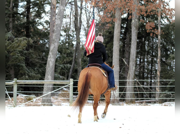 American Quarter Horse Wałach 6 lat 150 cm Bułana in Clarion, PA