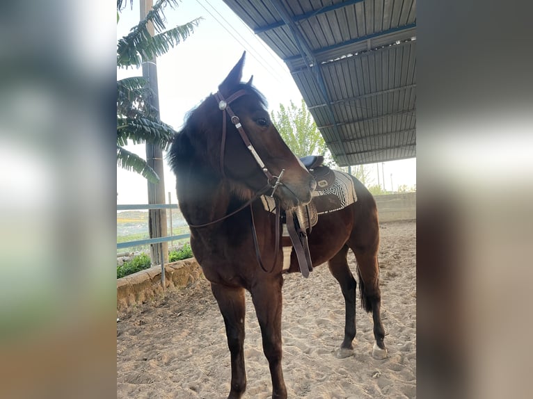 American Quarter Horse Mix Wałach 6 lat 150 cm Ciemnokasztanowata in Ragusa Ibla