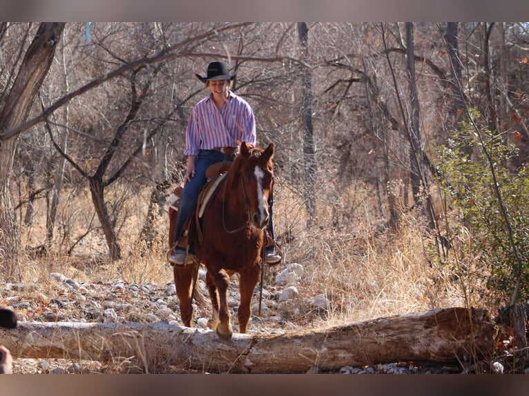 American Quarter Horse Wałach 6 lat 150 cm Ciemnokasztanowata in Camp Verde AZ