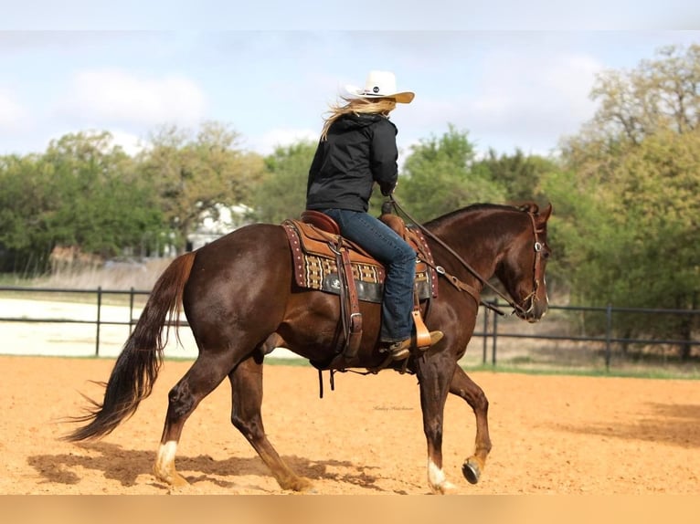 American Quarter Horse Wałach 6 lat 150 cm Ciemnokasztanowata in jOSHUA tx