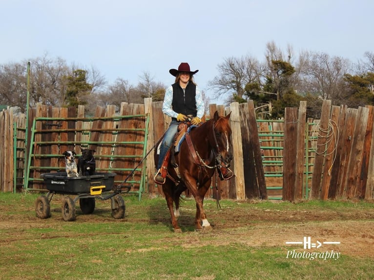 American Quarter Horse Wałach 6 lat 150 cm Cisawa in Cushing, OK