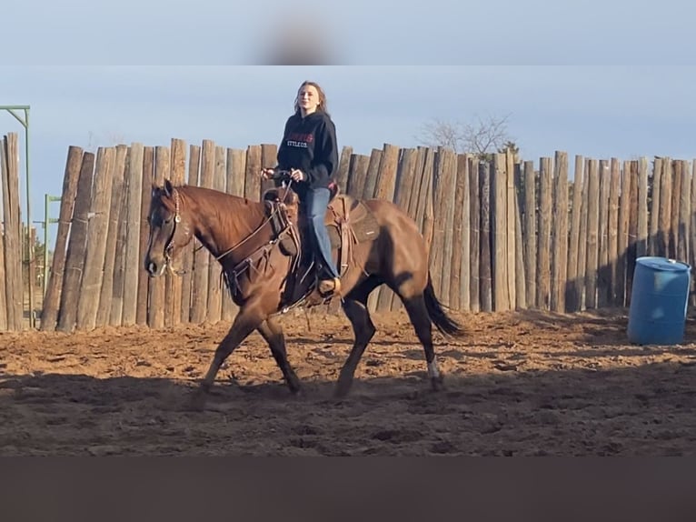 American Quarter Horse Wałach 6 lat 150 cm Cisawa in Cushing, OK