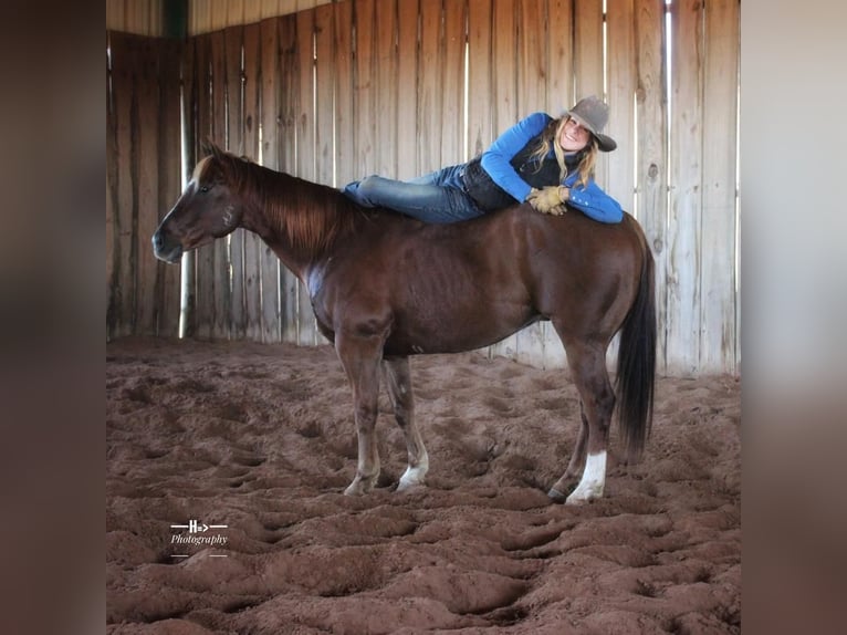 American Quarter Horse Wałach 6 lat 150 cm Cisawa in Cushing, OK