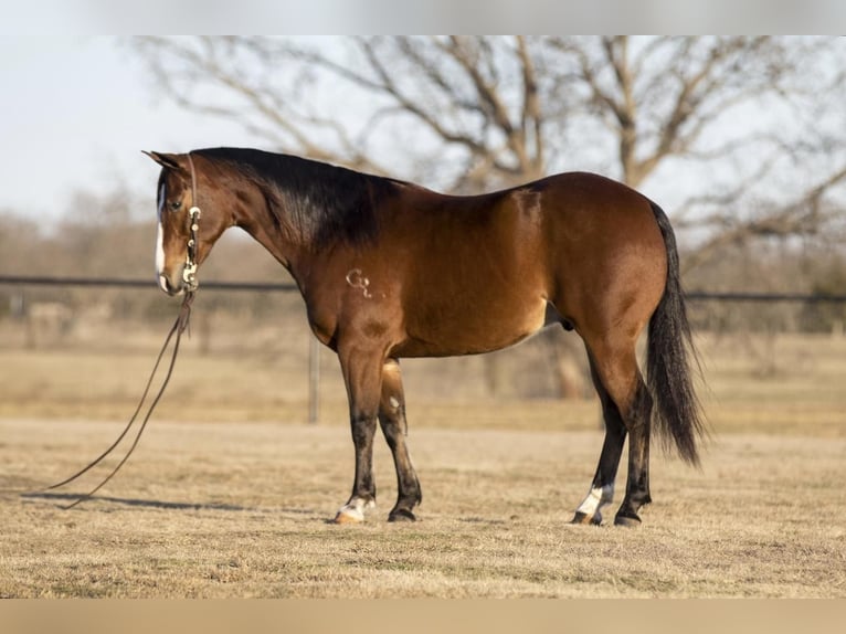 American Quarter Horse Wałach 6 lat 150 cm Gniada in Pilot Point