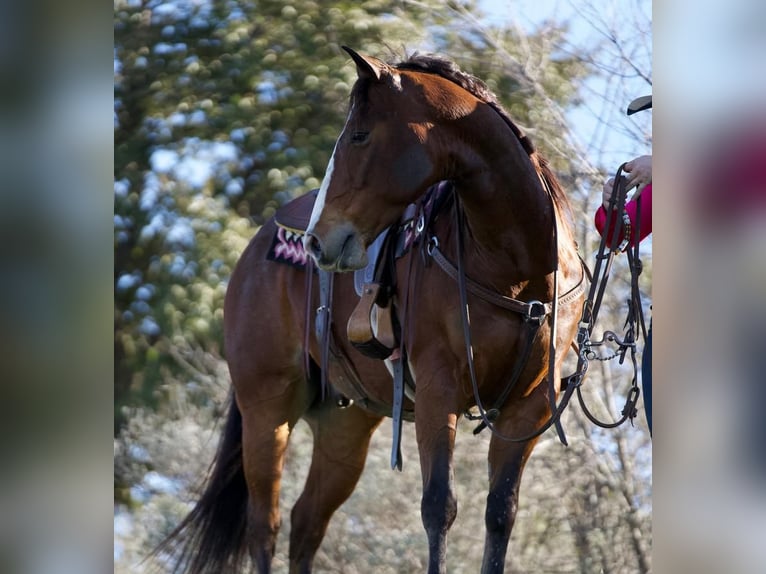 American Quarter Horse Wałach 6 lat 150 cm Gniada in Pilot Point