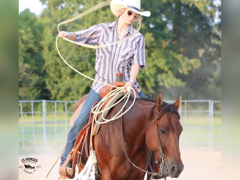 American Quarter Horse Wałach 6 lat 150 cm Gniada in Carthage