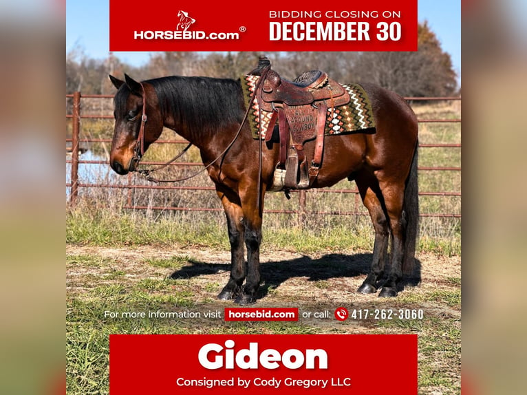 American Quarter Horse Wałach 6 lat 150 cm Gniada in Lamar, MO