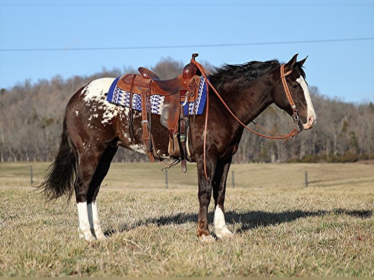 American Quarter Horse Wałach 6 lat 150 cm Gniada in Whitley City KY