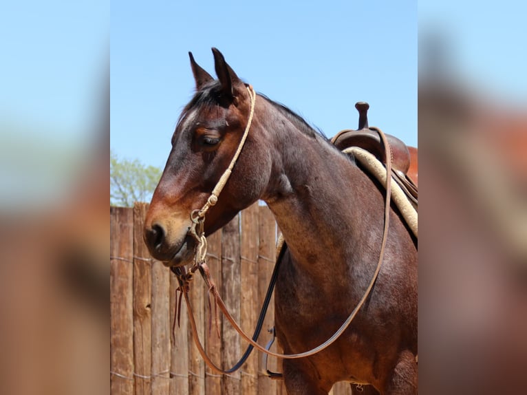American Quarter Horse Wałach 6 lat 150 cm Gniadodereszowata in jOSHUA tx