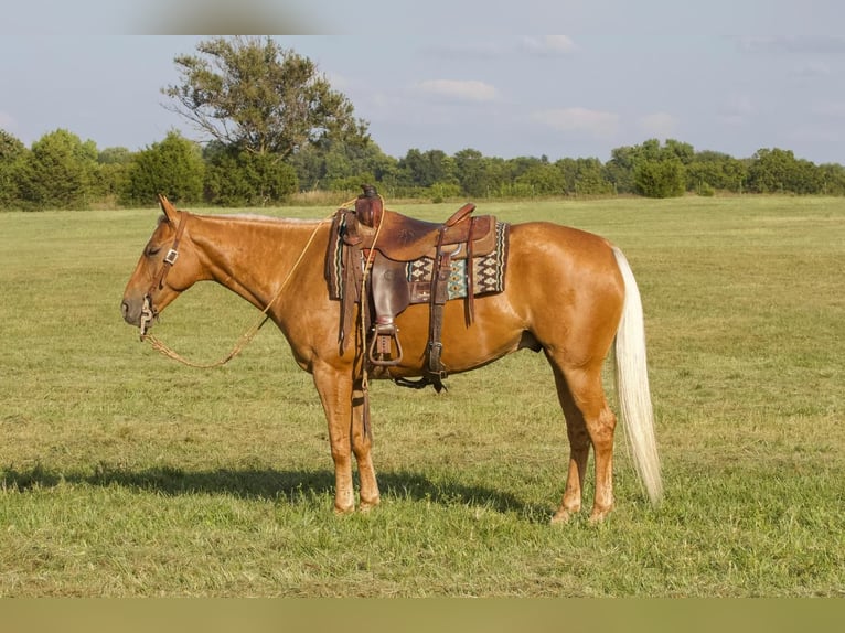 American Quarter Horse Wałach 6 lat 150 cm Izabelowata in Buffalo, MO