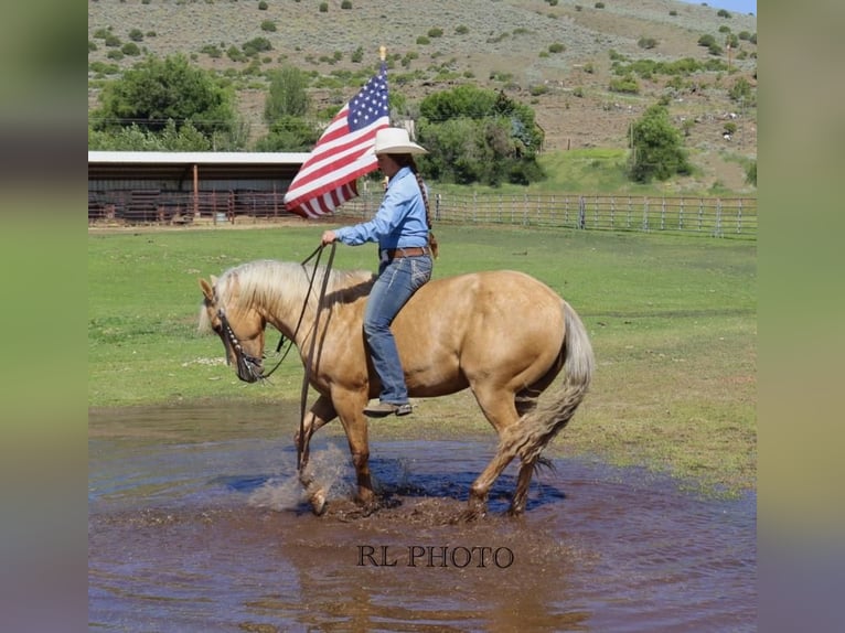 American Quarter Horse Wałach 6 lat 150 cm Izabelowata in Menan, ID