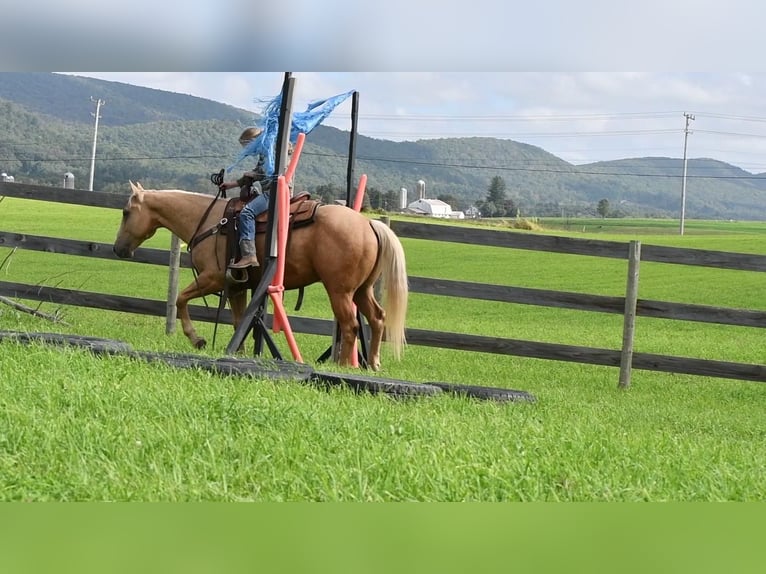 American Quarter Horse Wałach 6 lat 150 cm Izabelowata in Rebersburg, PA