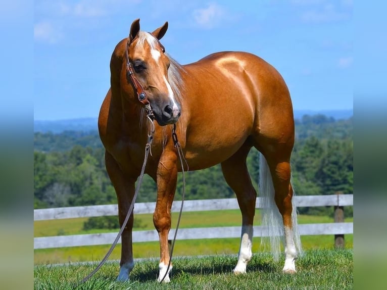 American Quarter Horse Wałach 6 lat 150 cm Izabelowata in Fredericksburg, OH