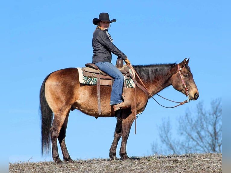 American Quarter Horse Wałach 6 lat 150 cm Jelenia in Clarion