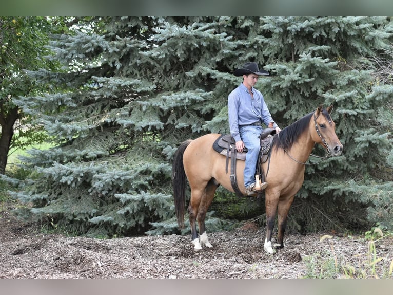 American Quarter Horse Wałach 6 lat 150 cm Jelenia in SWEET SPRINGS, MO