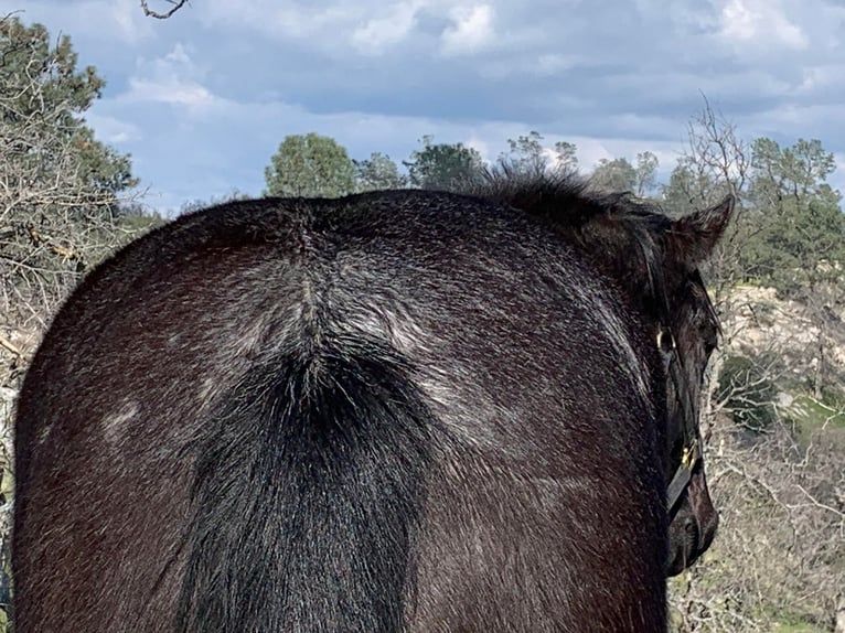 American Quarter Horse Wałach 6 lat 150 cm Karodereszowata in Fresno CA