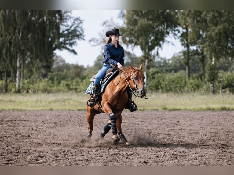 American Quarter Horse Wałach 6 lat 150 cm Kasztanowata in Steyerberg Deblinghausen