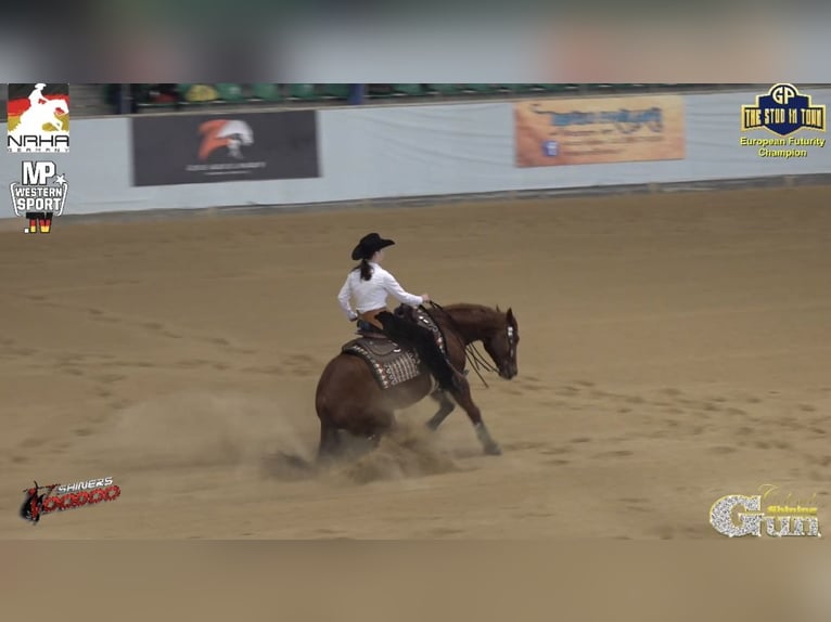 American Quarter Horse Wałach 6 lat 150 cm Kasztanowata in Steyerberg Deblinghausen