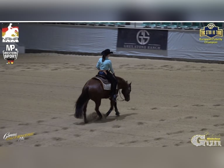 American Quarter Horse Wałach 6 lat 150 cm Kasztanowata in Steyerberg Deblinghausen